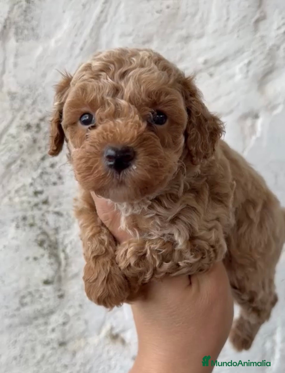 Caniche Toy perros Último caniches Toy disponible para entregar en Córdoba - Anuncio 3