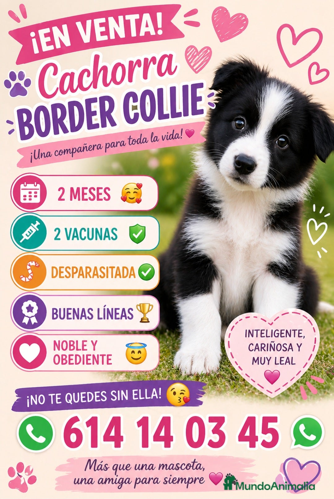 Border Collie perros Impresionante cachorra border collie  - Anuncio 1