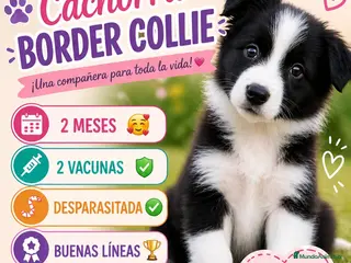 Border Collie perros Impresionante cachorra border collie - Anuncio 2