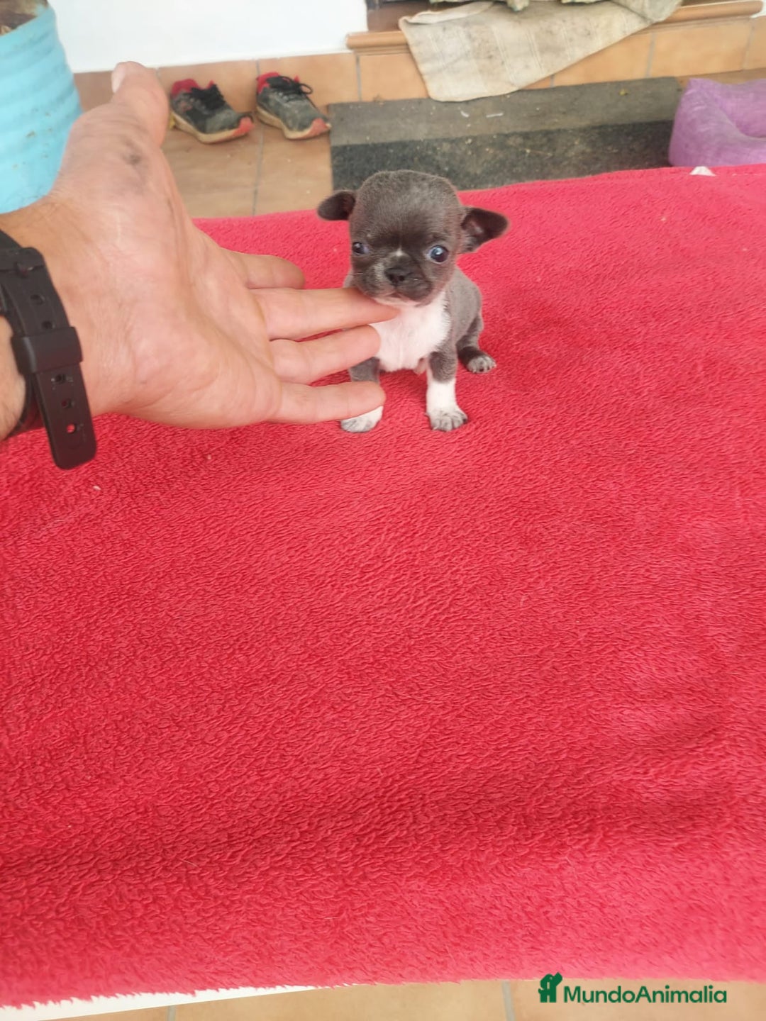 Chihuahua perros en venta: IMPRESIONANTE  CHIHUAHUA   LINEA  TOY  - Anuncio 31
