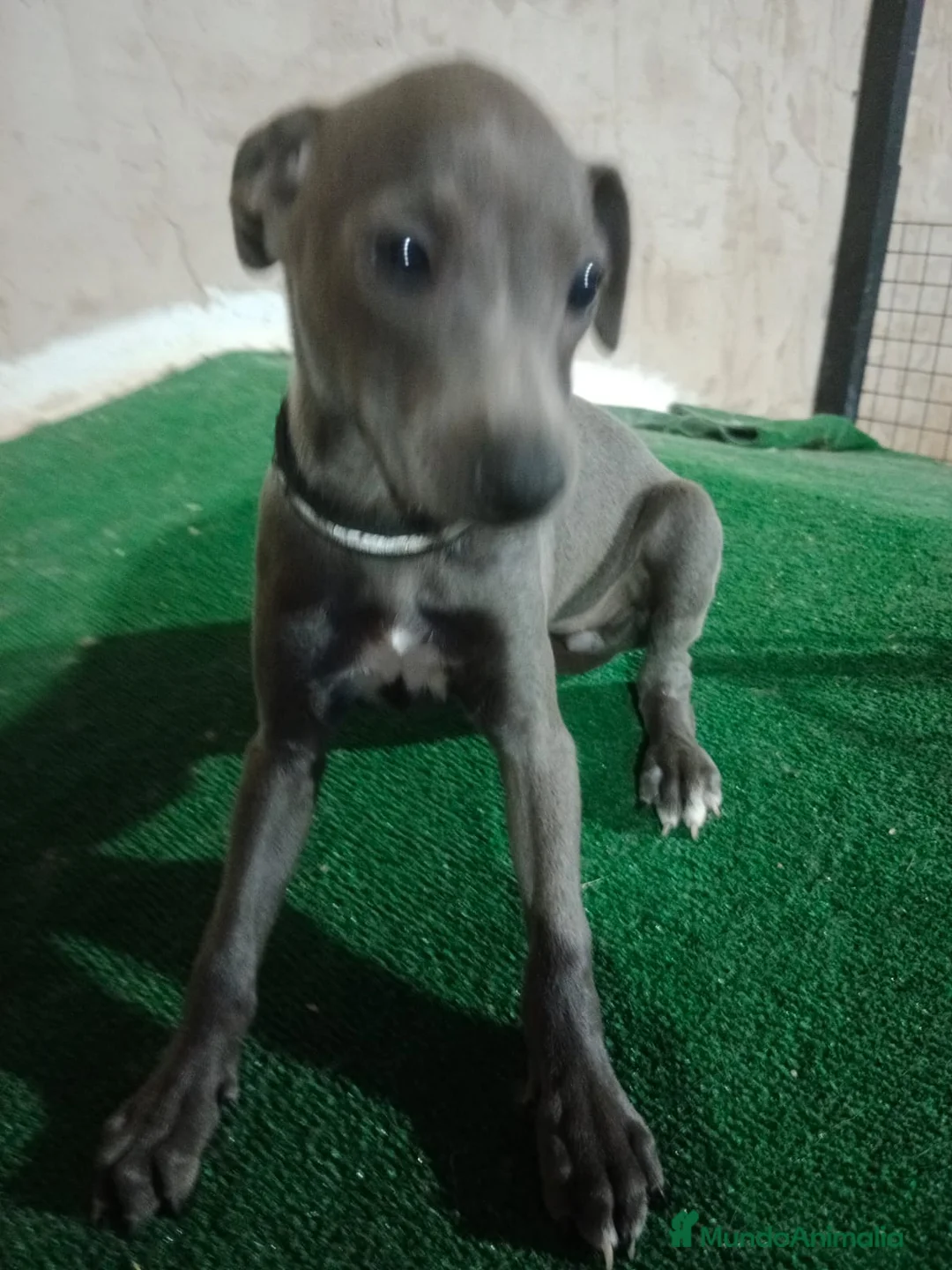 Pequeño Lebrel Italiano perros en venta: Cachorros de lebrel italiano - Anuncio 1