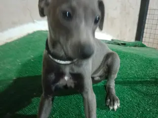 Pequeño Lebrel Italiano perros Cachorros de lebrel italiano - Anuncio 8