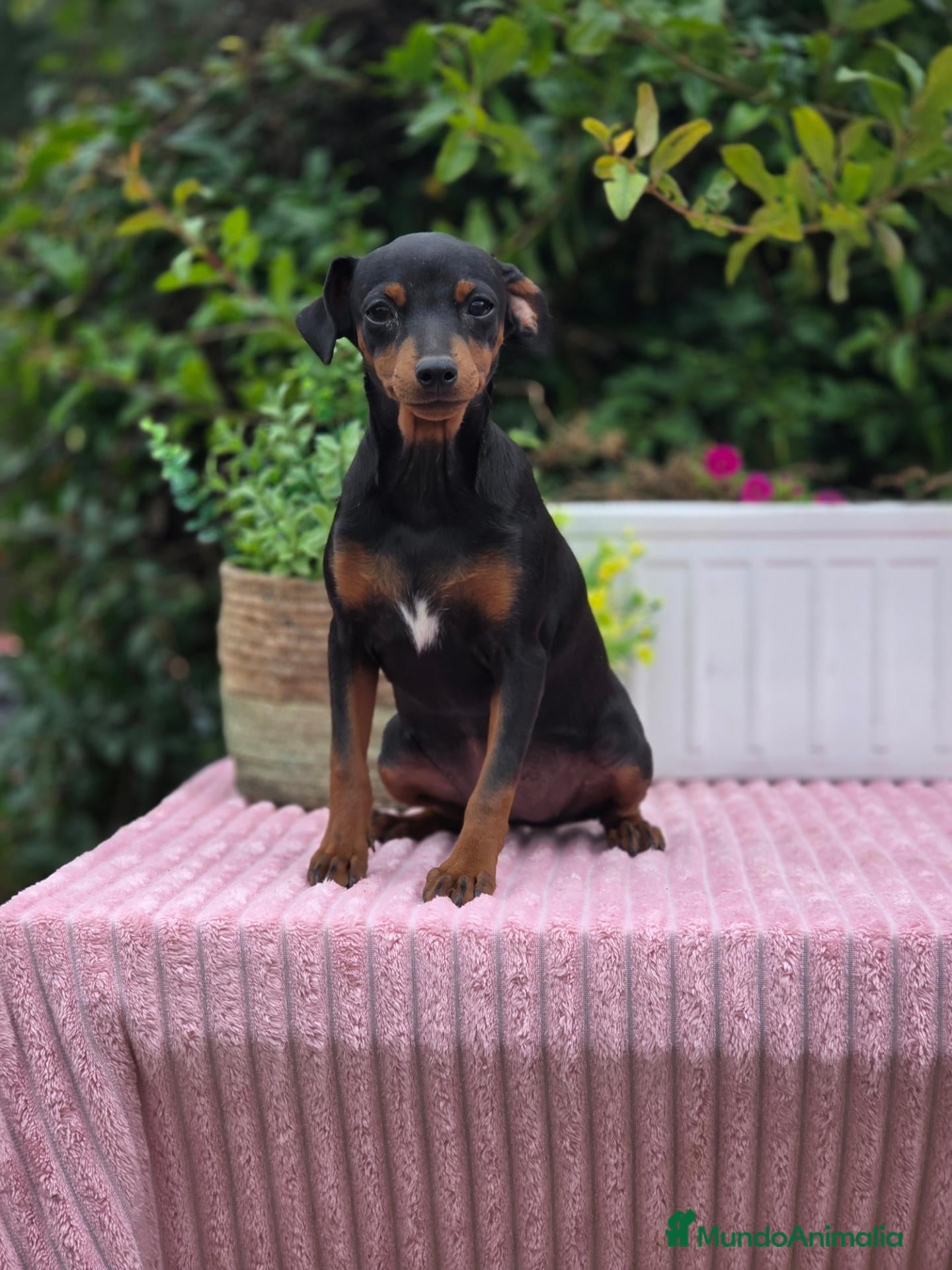 Pinscher Miniatura perros Mini pincher - Anuncio 4