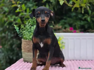 Pinscher Miniatura perros Mini pincher - Anuncio 4