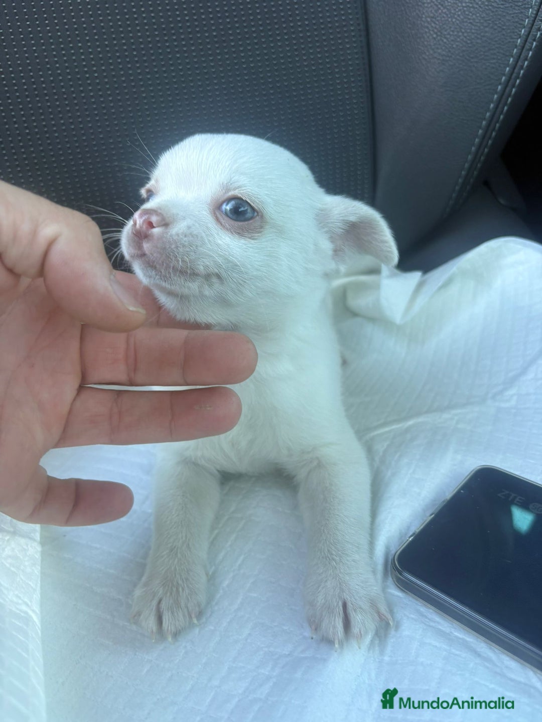Chihuahua perros en venta: Chihuahua toy exclusivo - Anuncio 10