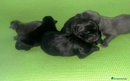 Cane Corso perros en venta: CANE CORSO XL - Anuncio 1