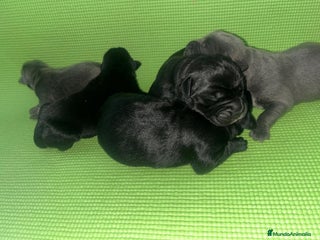 Cane Corso perros CANE CORSO XL - Anuncio 1