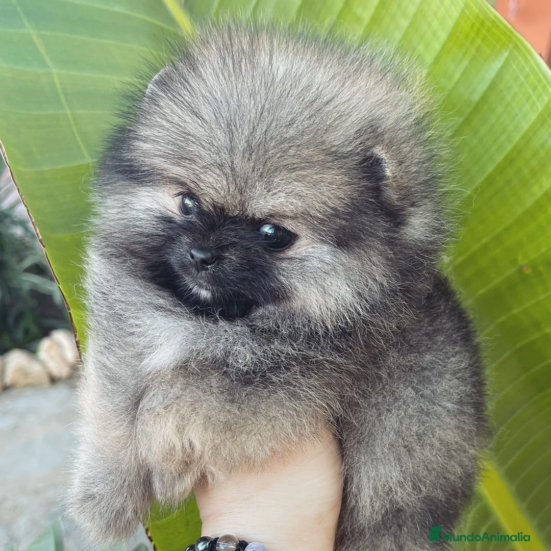 Pomerania perros en venta: BEBES POMERANIA SUPER MINIATURAS en Málaga - Anuncio 2