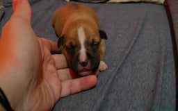 American Staffordshire-Terrier perros en venta: American Staffordshire Terrier  - Imagen 6