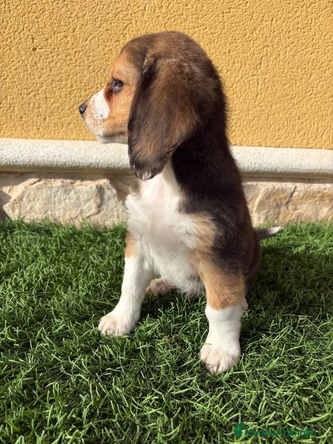 Beagle perros en venta: Espectacular cachorro de Beagle - Anuncio 18