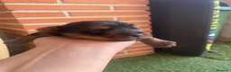 Yorkshire Terrier perros en venta: Yorkshire terrier de Prao Toro  - Anuncio 7