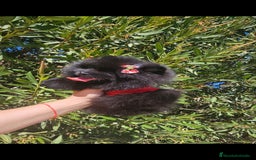Pomerania perros en venta: Pomerania hembra - Imagen 2