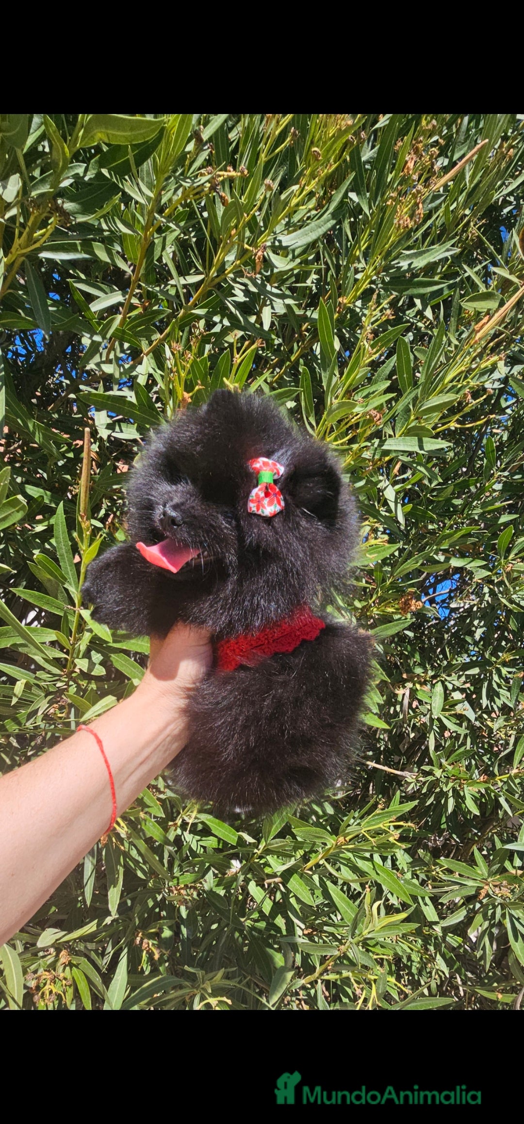 Pomerania perros en venta: Pomerania hembra - Imagen 2