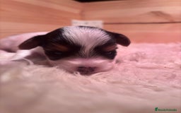 Biewer Yorkshire Terrier a la Pom Pon perros en venta: Biewer - Imagen 3