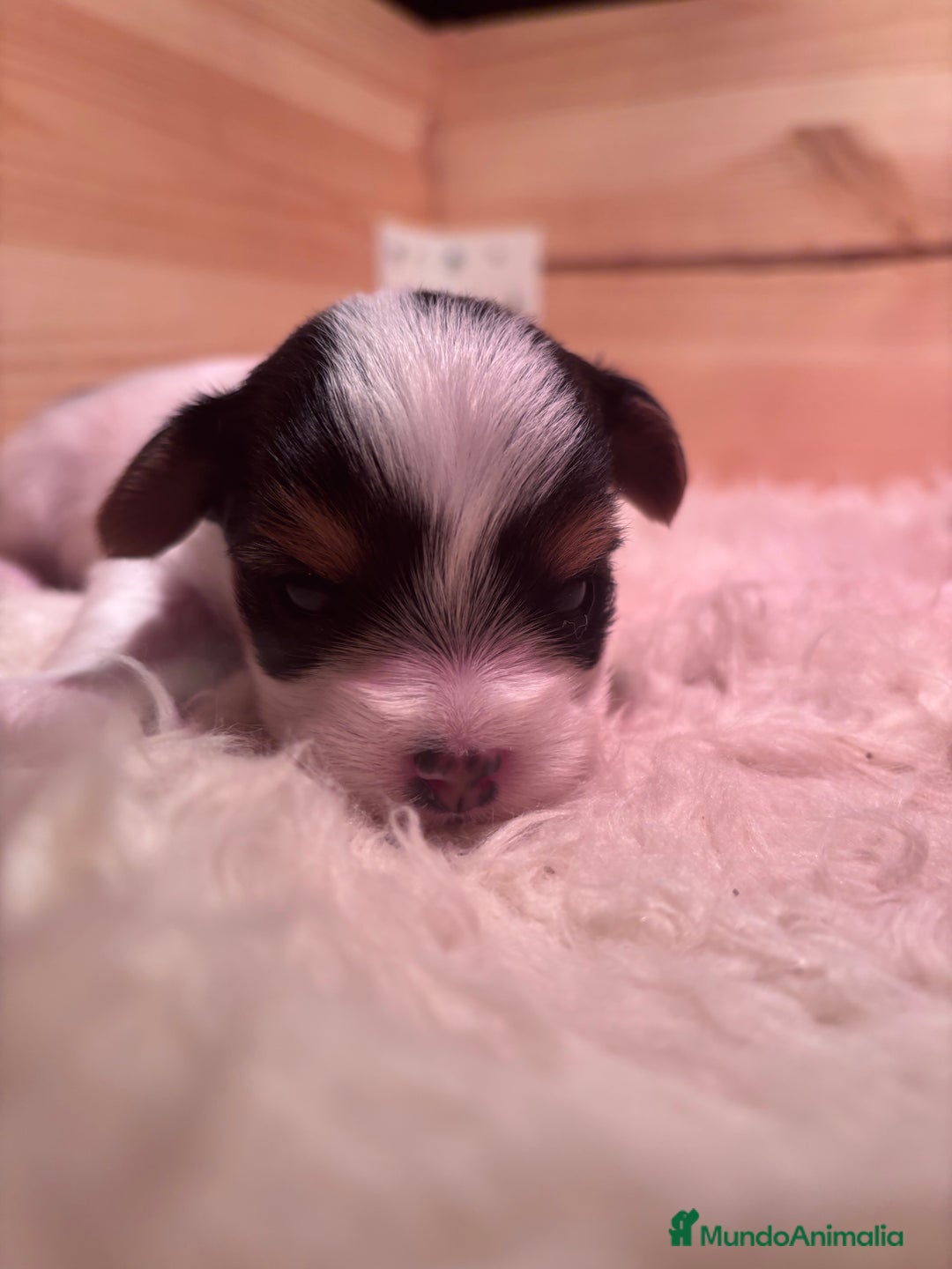 Biewer Yorkshire Terrier a la Pom Pon perros en venta: Biewer - Imagen 3