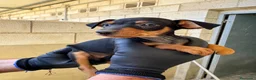 Pinscher Miniatura perros en venta: CACHORROS DE PINSCHER MINIATURA - Anuncio 1