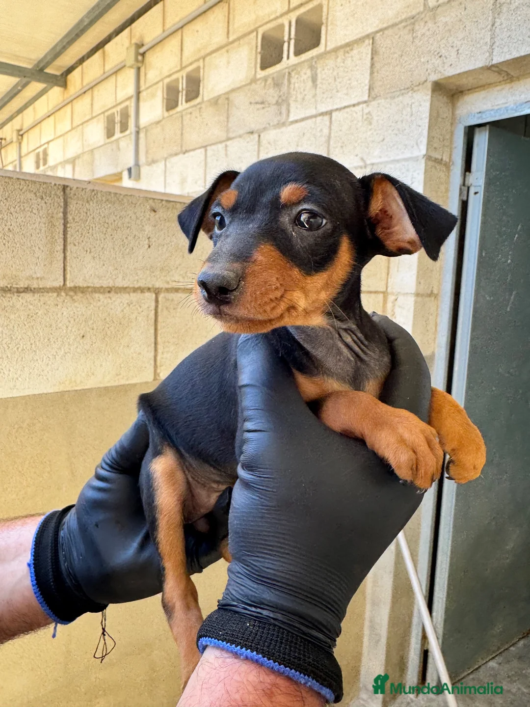 Pinscher Miniatura perros en venta: CACHORROS DE PINSCHER MINIATURA - Anuncio 1