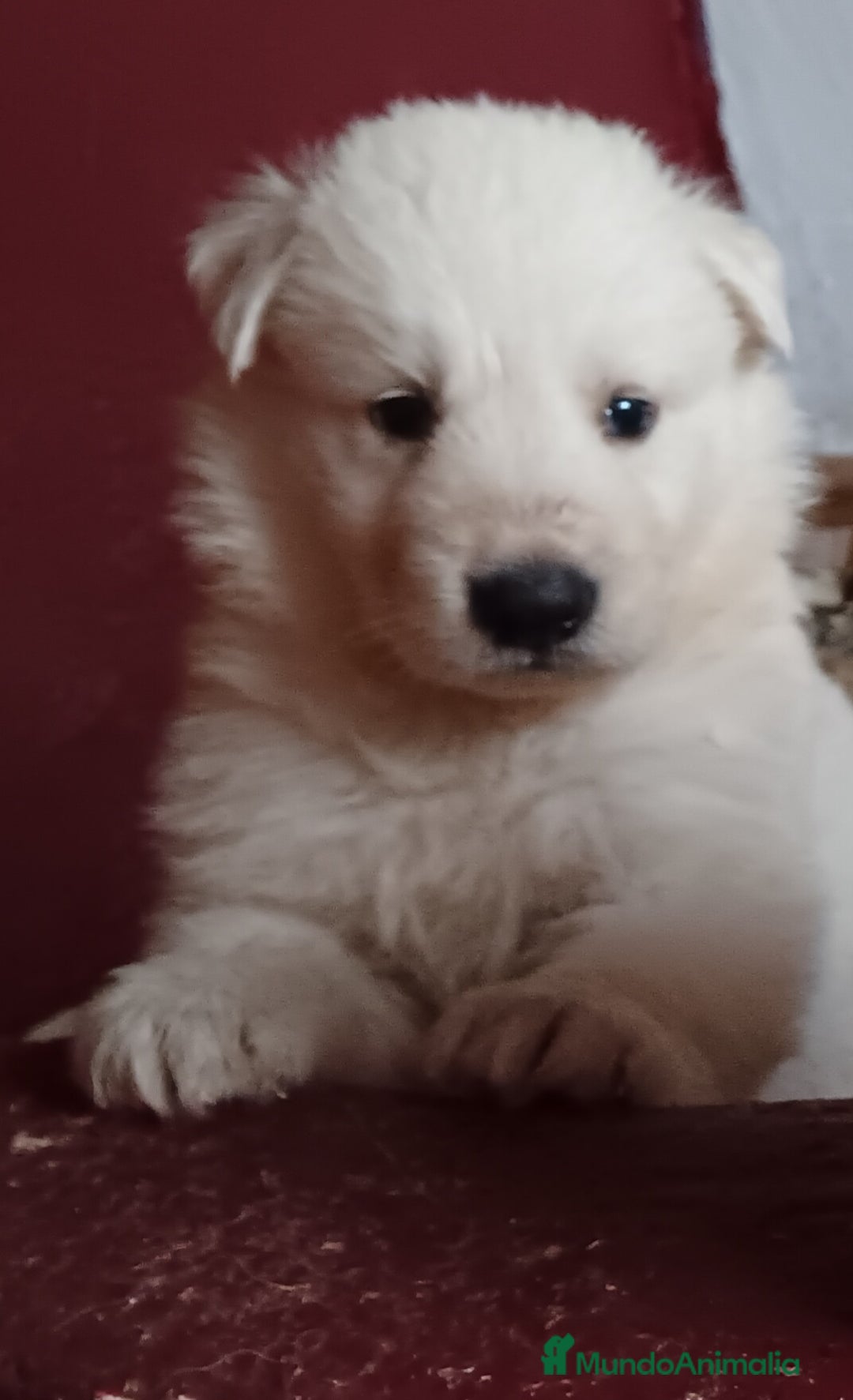 Pastor Blanco Suizo perros en venta: Pastor Blanco Suizo  - Imagen 2