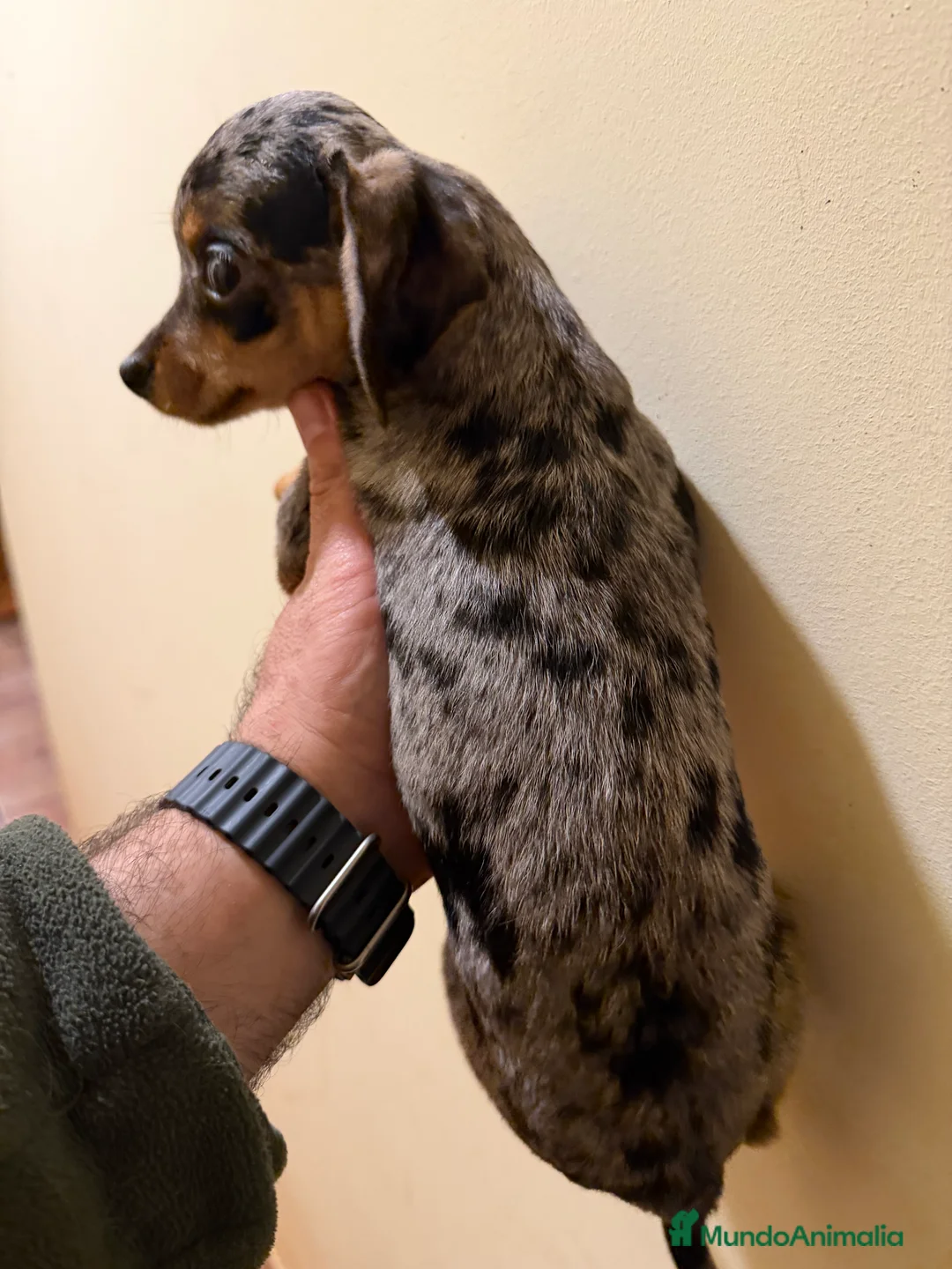 Raza Mixta perros en venta: Guapísimo cachorro cruce Teckel y Chuguagua  - Anuncio 5