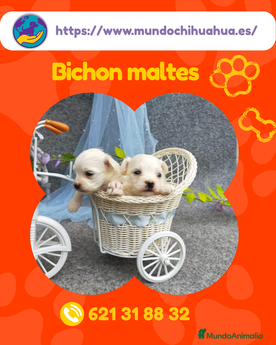 Bichón Maltés perros Cachorros de bichón maltés enano ✨ - Anuncio 2