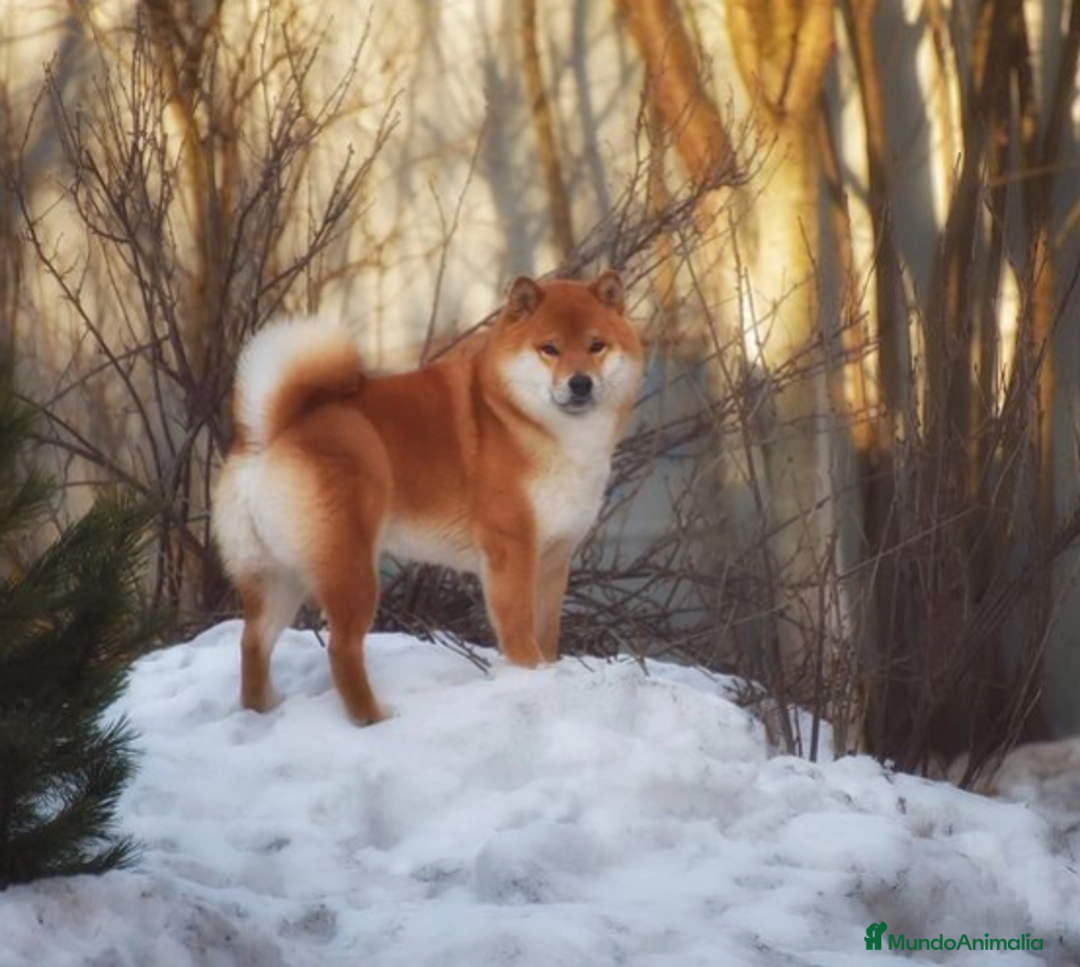 Shiba Inu perros en venta: CRIA FAMILIAR SHIBA INU - Anuncio 8