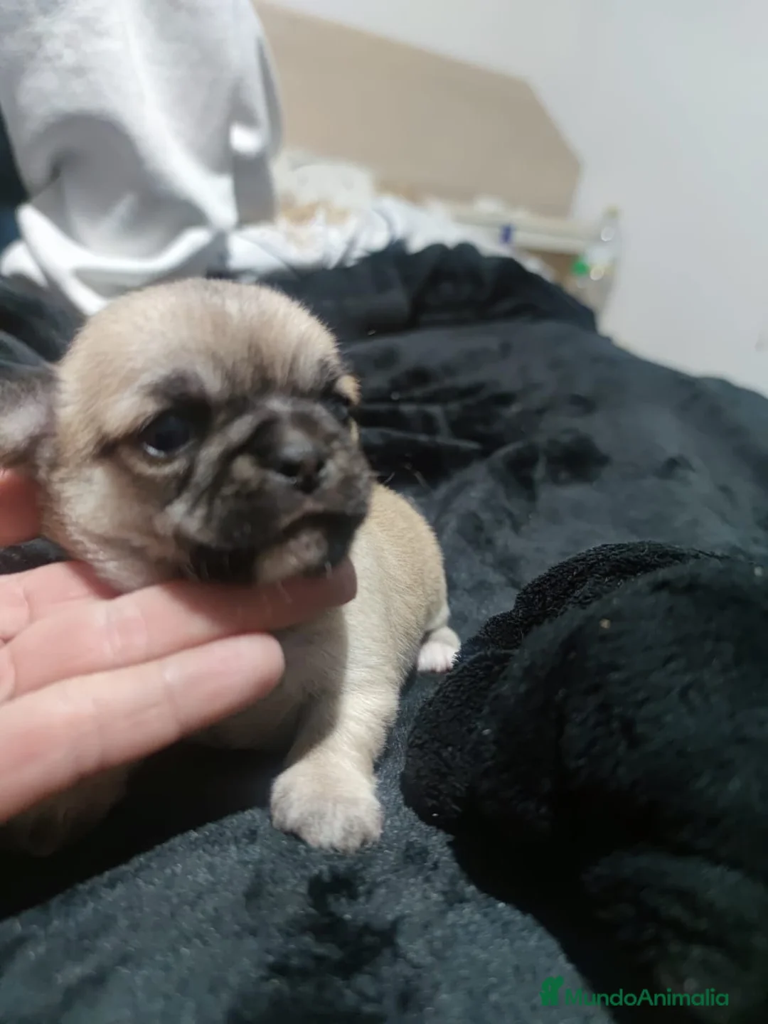 Chihuahua perros en venta: Hembra de chihuahua disponible  - Anuncio 1