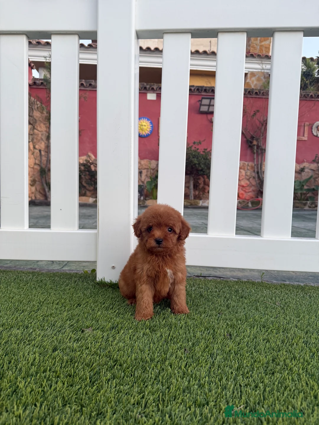 Caniche Toy perros en venta: Excelente caniche toy rojo - Anuncio 1