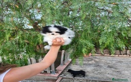 Pomerania perros en venta: Pomerania oso panda  - Imagen 3