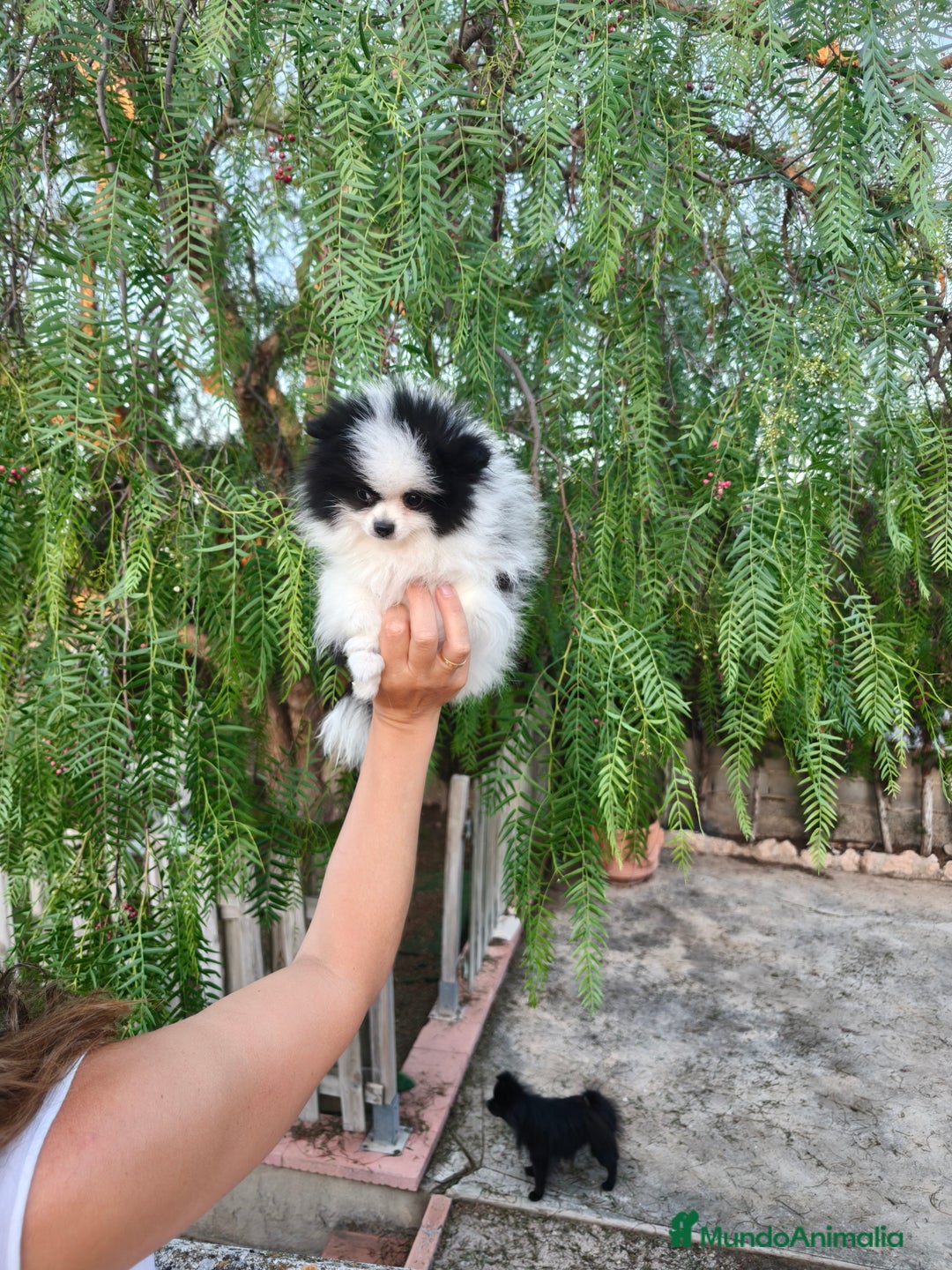 Pomerania perros en venta: Pomerania oso panda  - Imagen 3