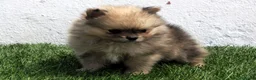 Pomerania perros en venta: Pomerania  - Anuncio 3