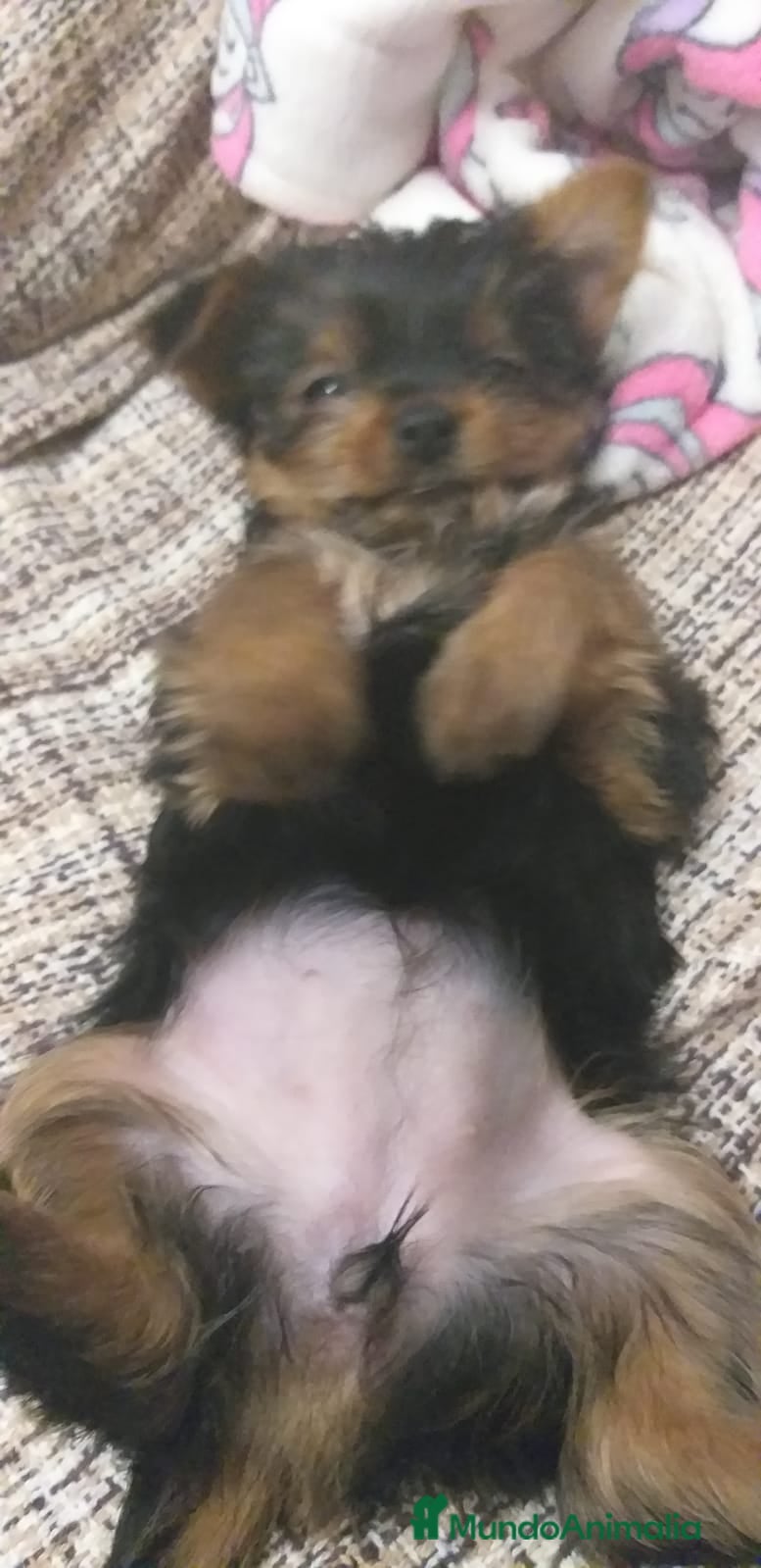 Yorkshire Terrier perros en venta: YORKSHIRE MINI  - Anuncio 2