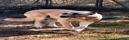 Pastor de Anatolia perros en venta: Preciosos Kangal turco- pastor  de Anatolia  - Anuncio 3