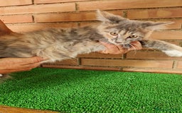 Maine Coon gatos en venta: Maine coom - Imagen 6