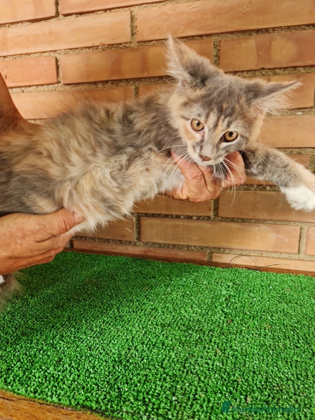 Maine Coon gatos en venta: Maine coom - Imagen 6