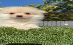 Pomerania perros en venta: POMERANIA - Imagen 17