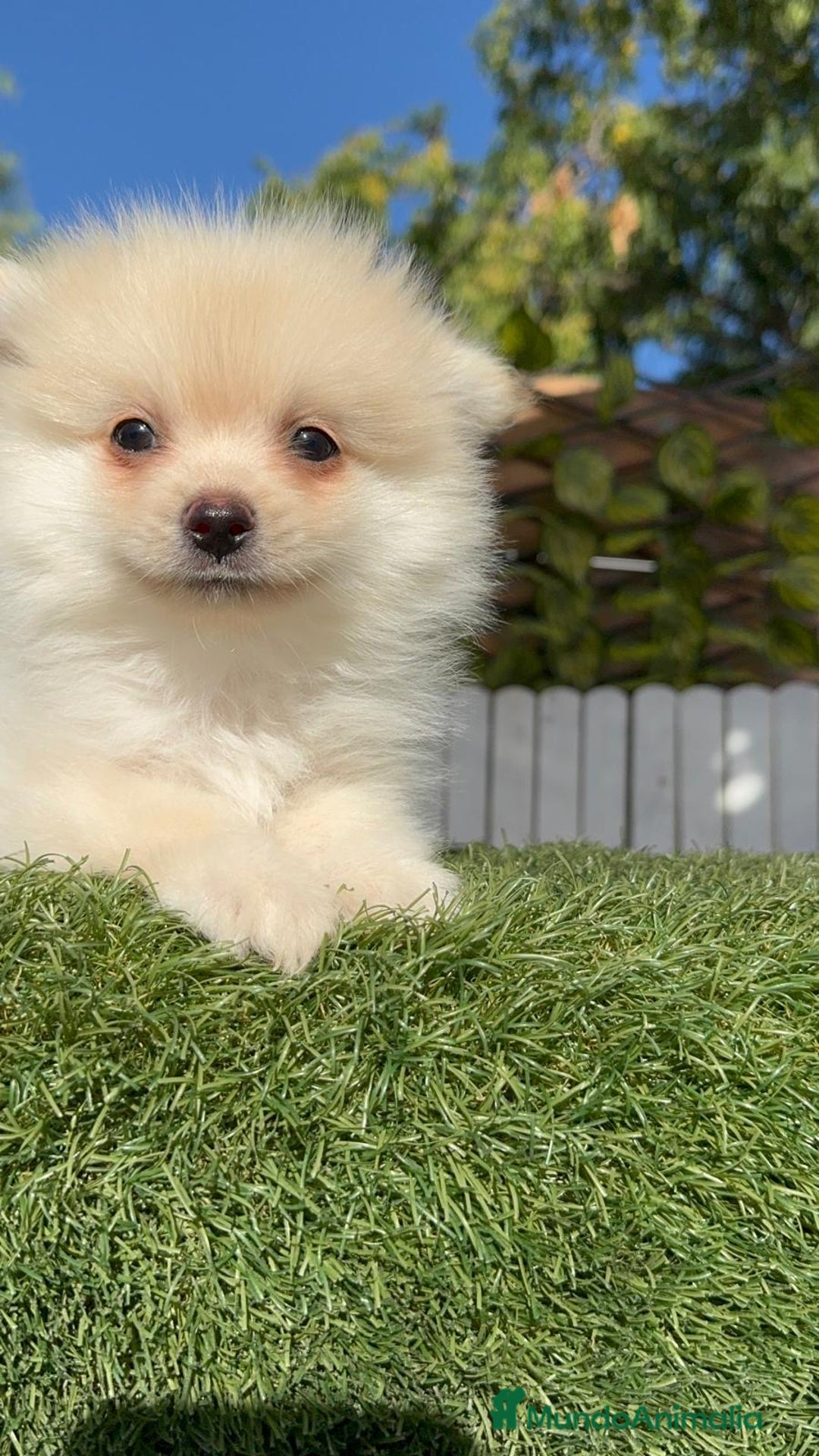 Pomerania perros en venta: POMERANIA - Imagen 17