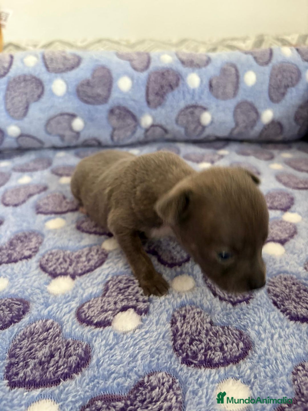 Raza Mixta perros en venta: CHIWHIP - Imagen 24