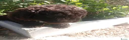 Perro de Agua Español perros en venta: PERRO DE AGUA ESPAÑOL en Cádiz - Anuncio 3