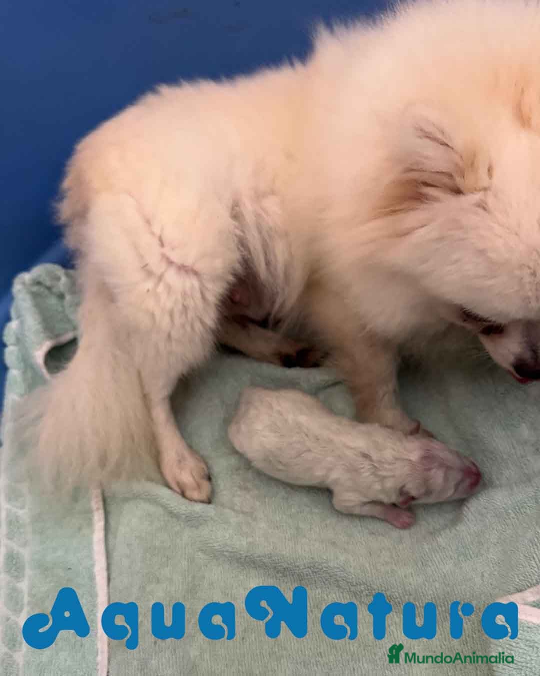 Pomerania perros en venta:  Pomerania Macho de Ranita AQUANATURA - Imagen 3