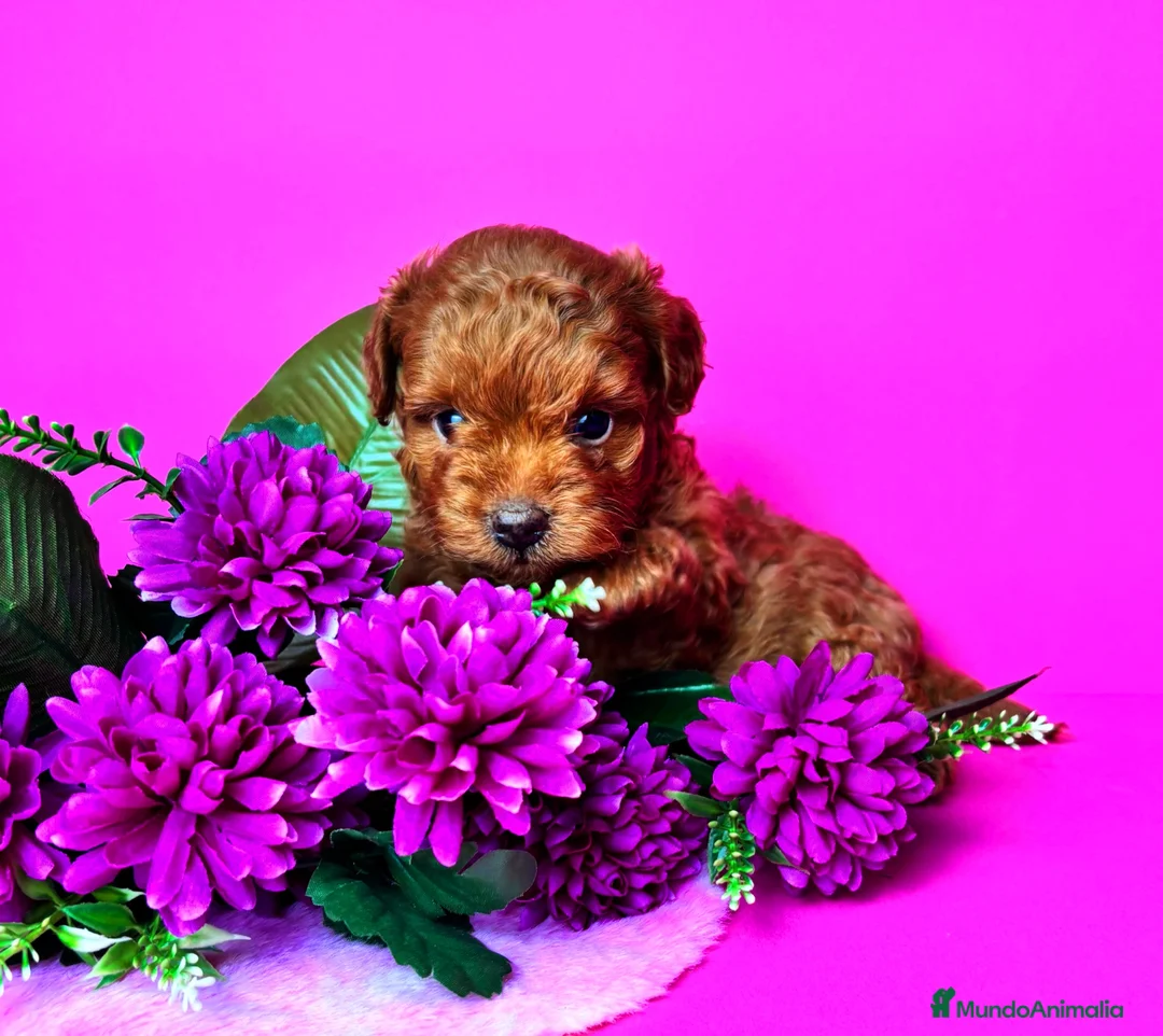 Caniche Toy perros en venta: Caniche Toy - Anuncio 6
