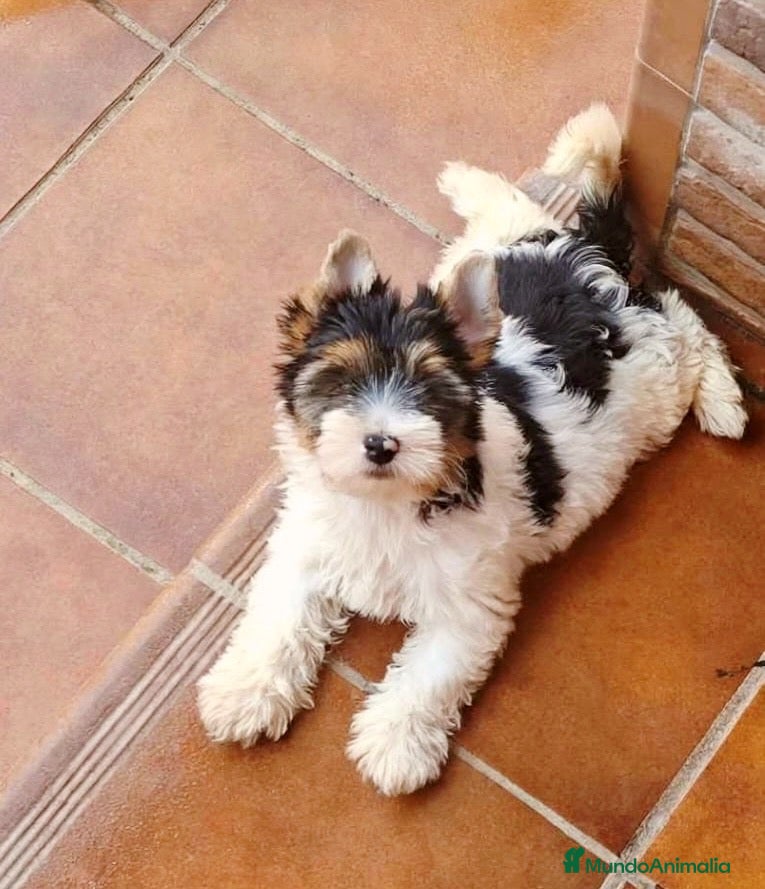 Raza Mixta perros Yorkshire Bieber  - Anuncio 1