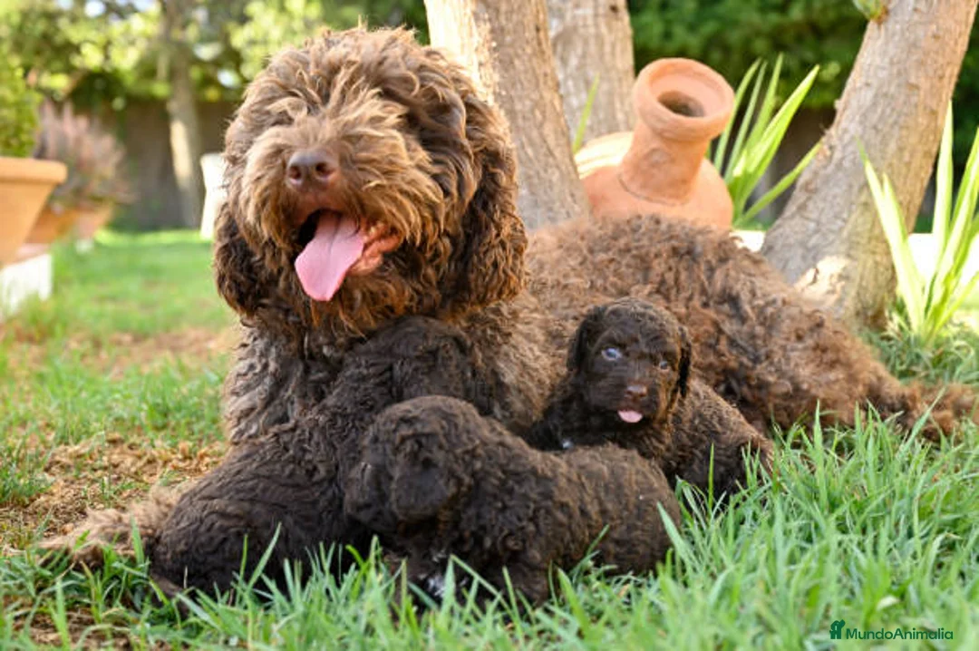 Perro de Agua Español perros en venta: Perro de agua cachorros  - Anuncio 2