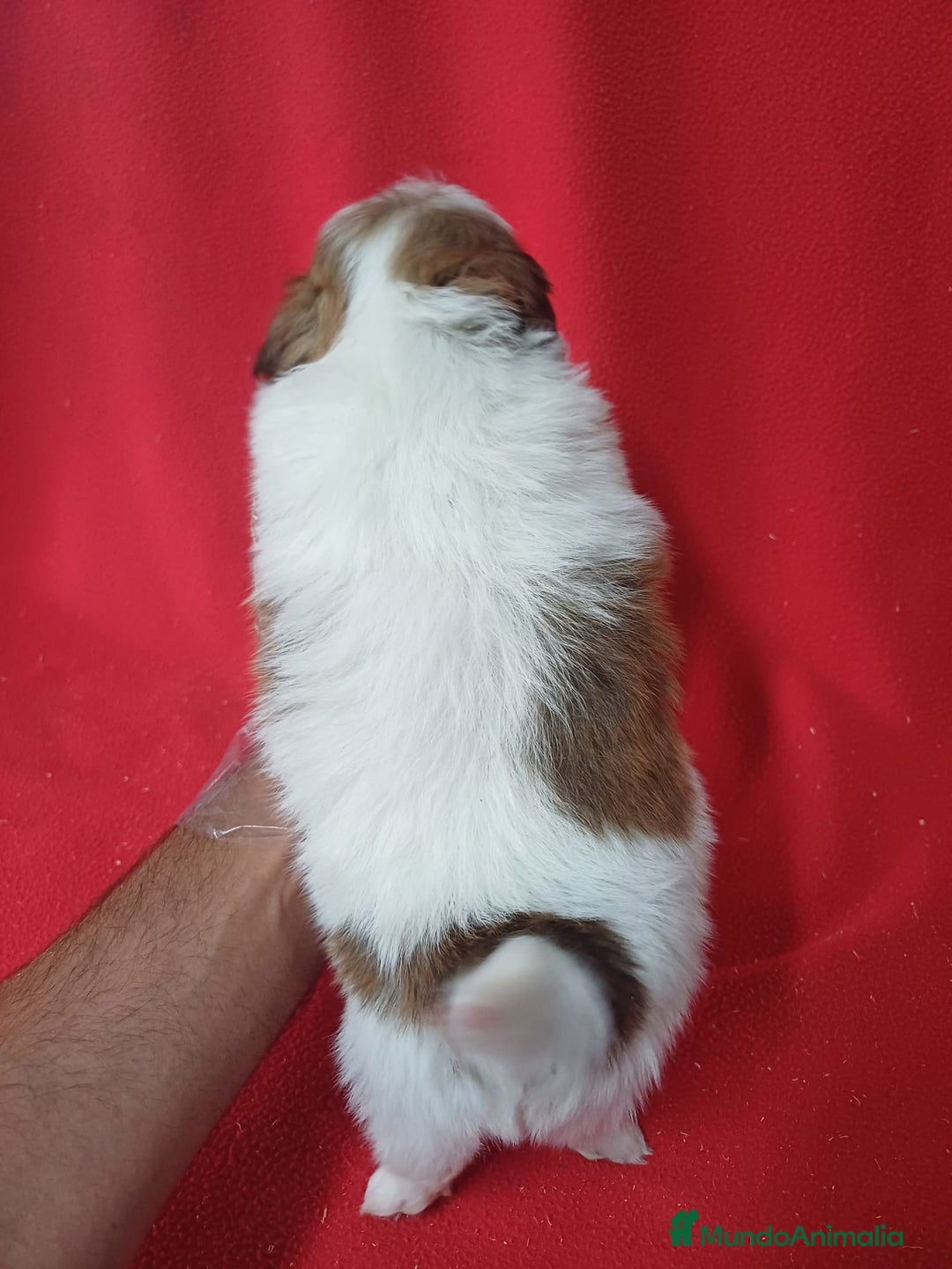 Shih Tzu perros en venta: Shihtzu - Imagen 3