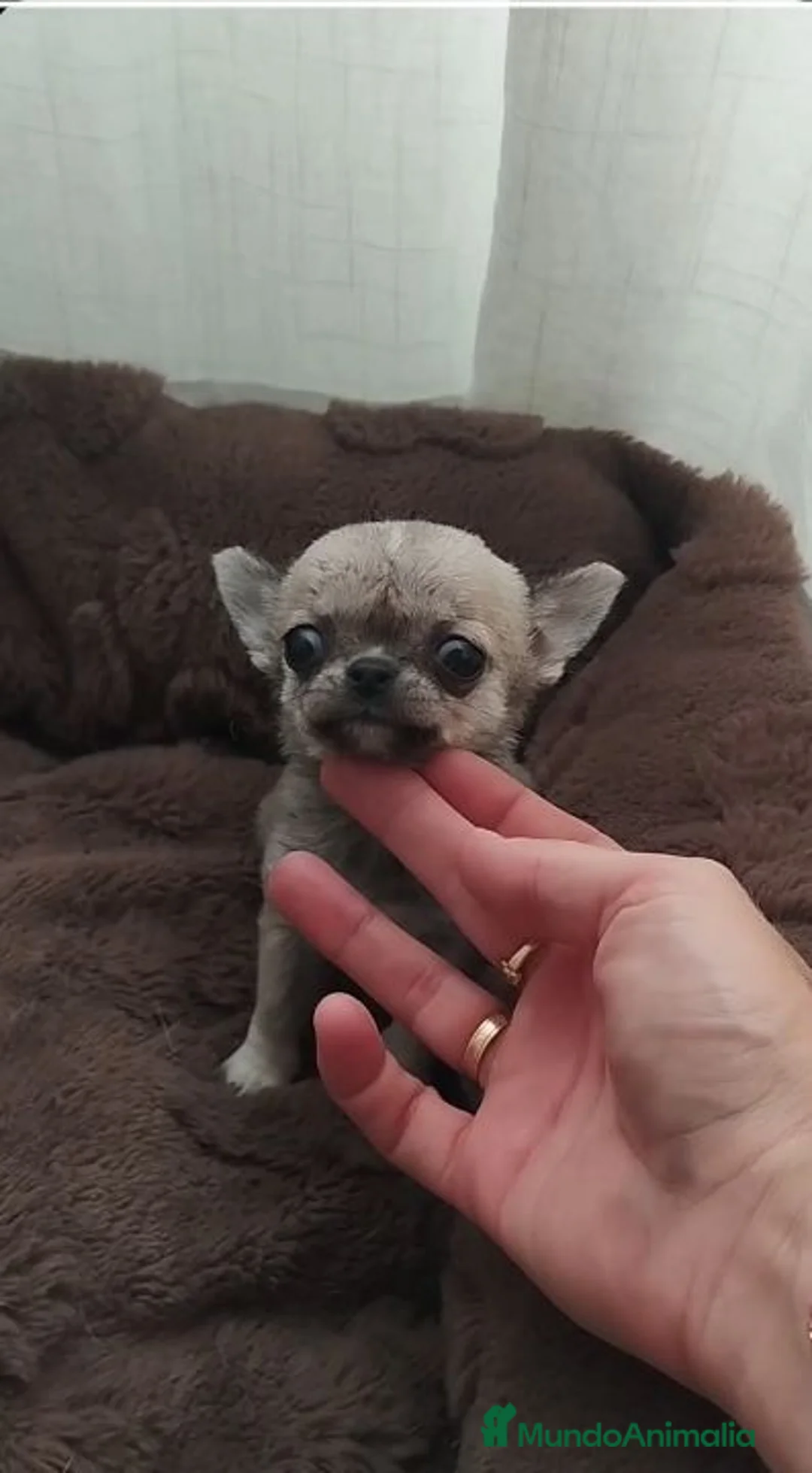 Chihuahua perros en venta: Chihuahua hembra - Anuncio 1