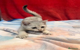 Británico de Pelo Corto gatos en venta: British Silver Shaded Negro - Imagen 8