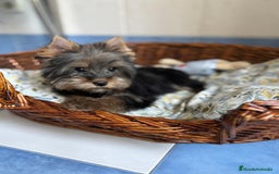 Yorkshire Terrier perros en venta: Yorkshire toy hembra disponible  - Imagen 7