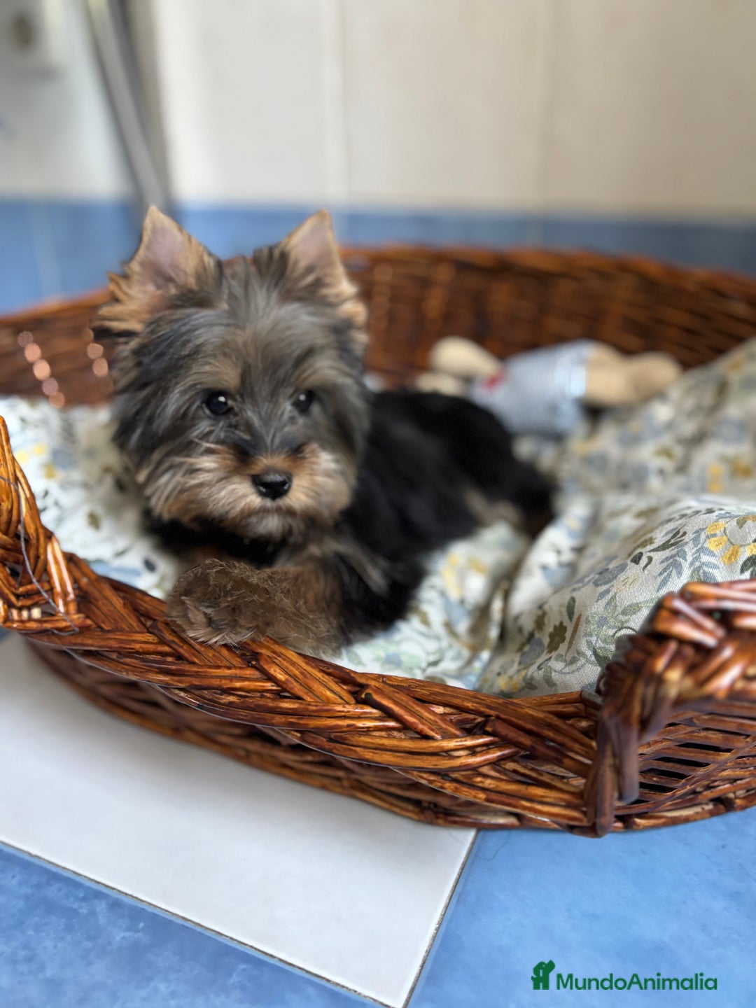 Yorkshire Terrier perros en venta: Yorkshire toy hembra disponible  - Imagen 7