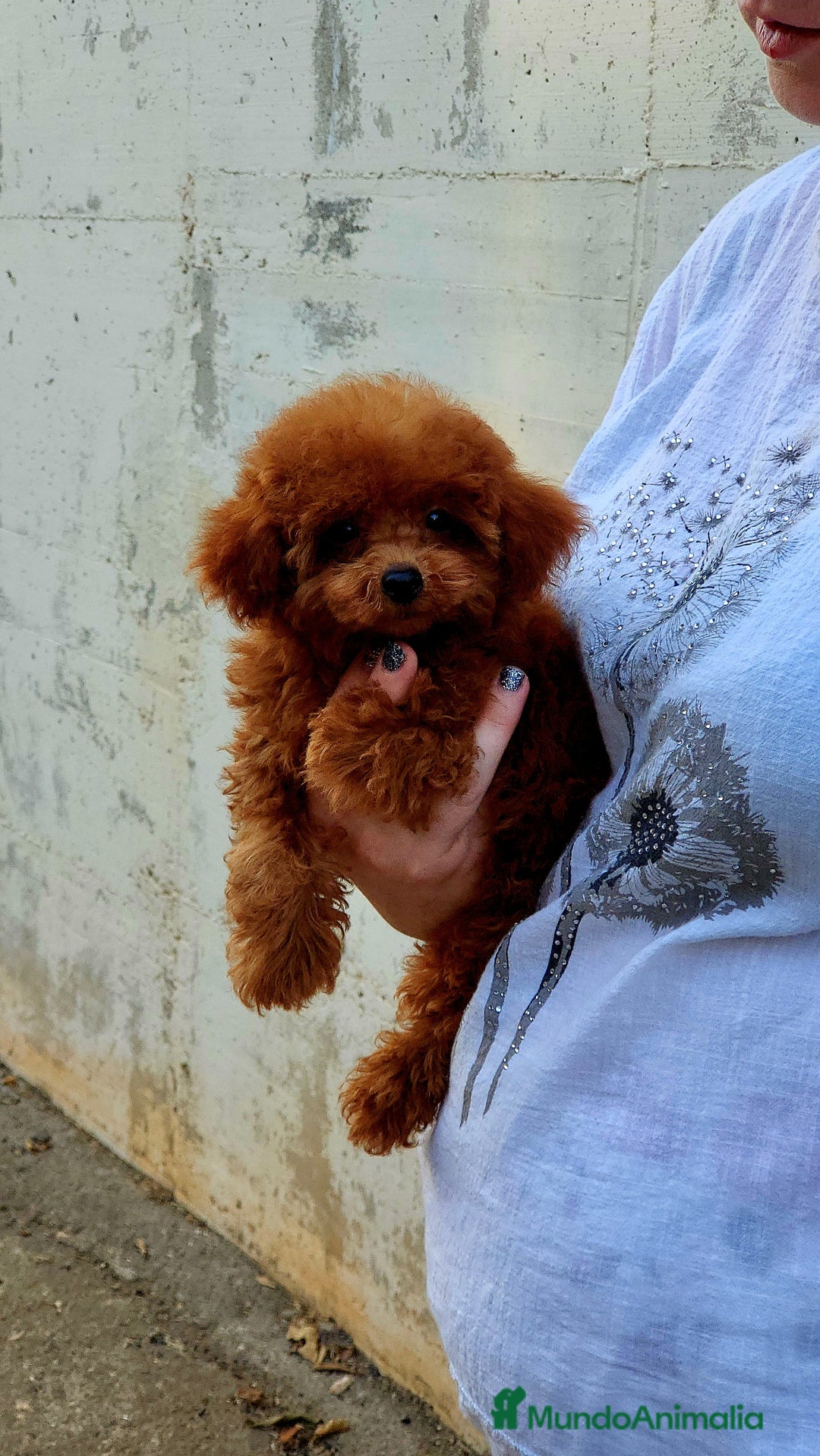 Caniche Toy perros en venta: Caniche teddy asiáticos  - Imagen 4