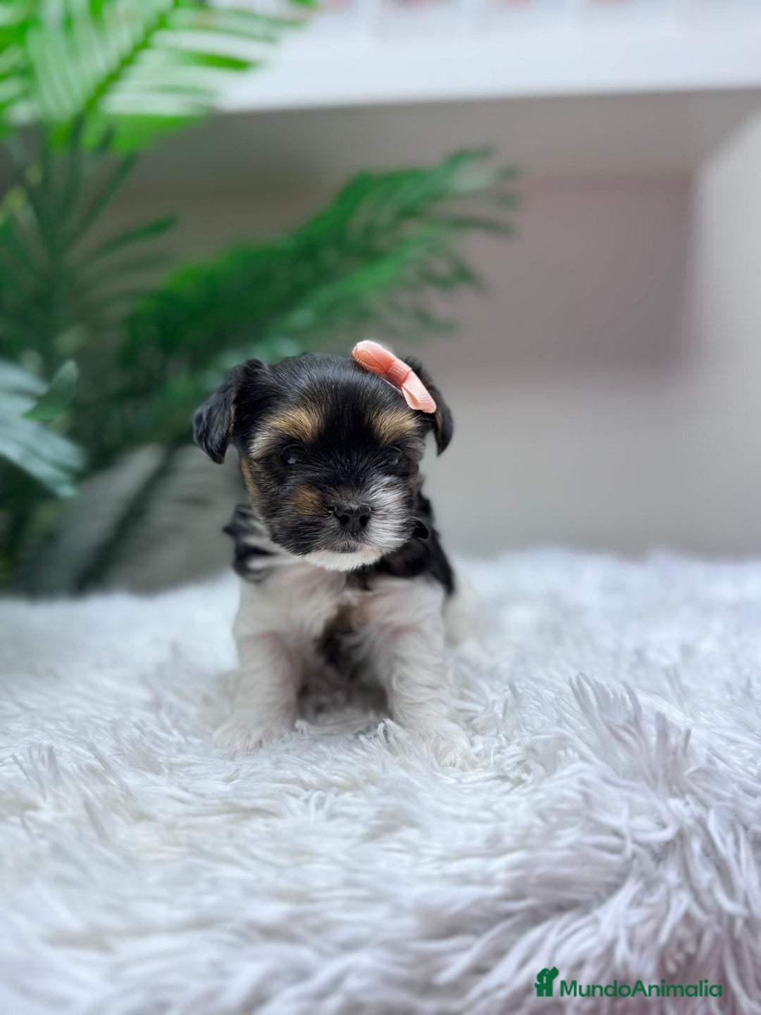 Yorkshire Terrier perros en venta: YORKSHIRE BIEWER HEMBRA - Anuncio 10