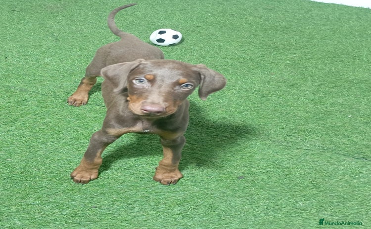 Dobermann perros - Propaganda 3